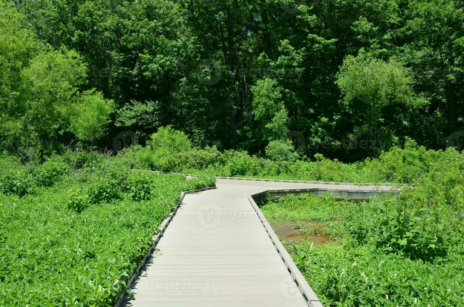 houten promenade of pad en planten en bomen in wetland foto