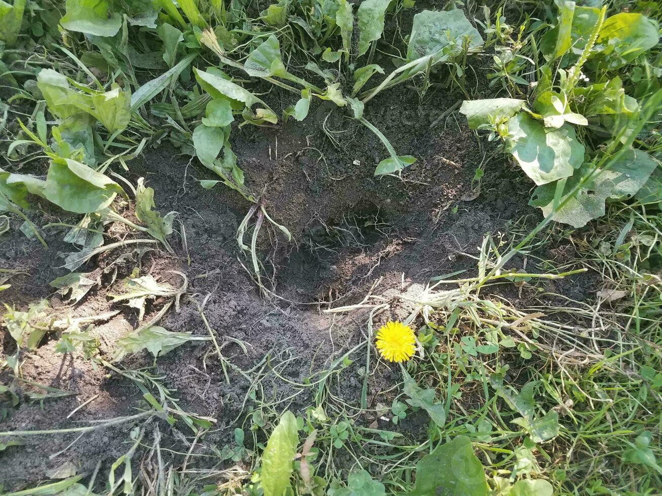 groot gat gegraven in gras door een dier foto