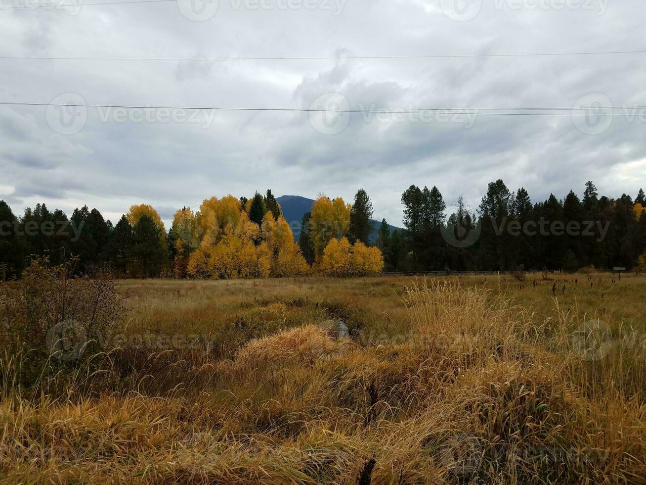 grote heuvel of butte met gele bomen en grassen foto