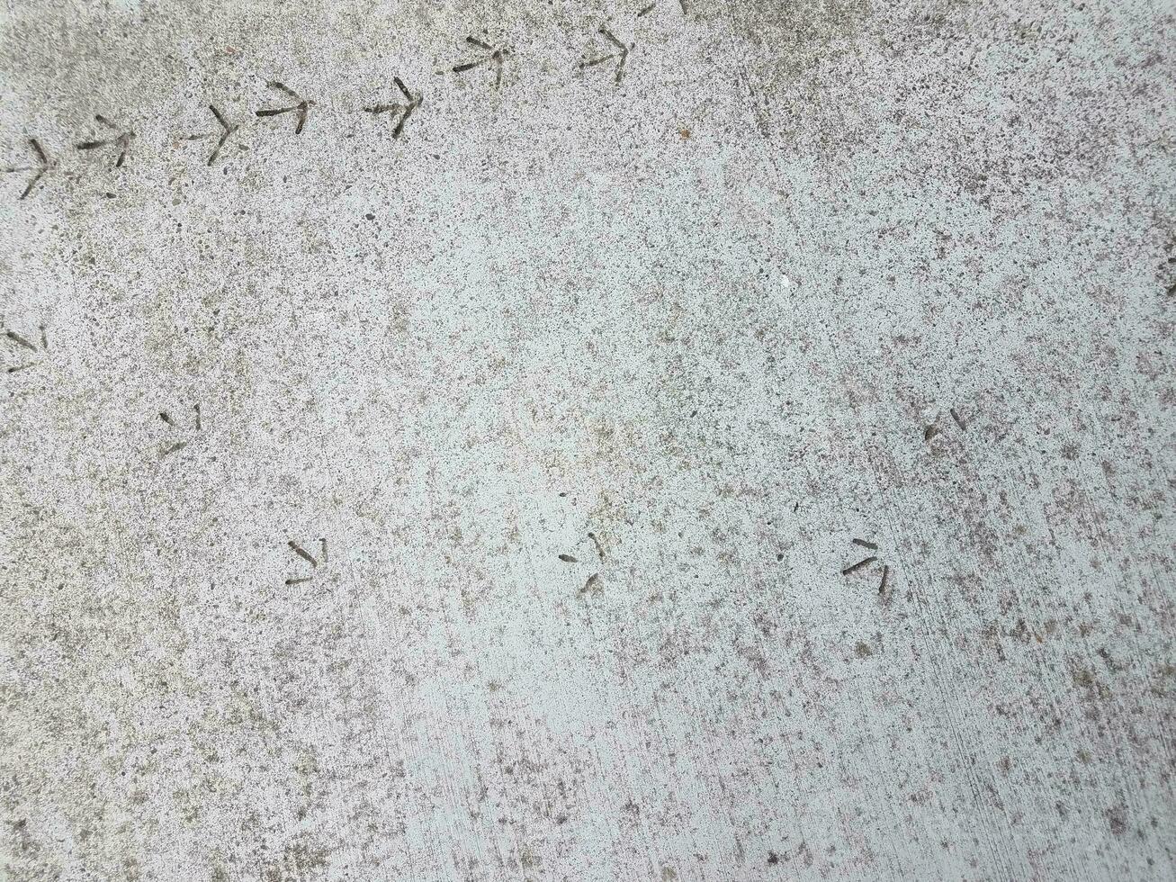 voetafdrukken of sporen van vogels in grijs cement foto