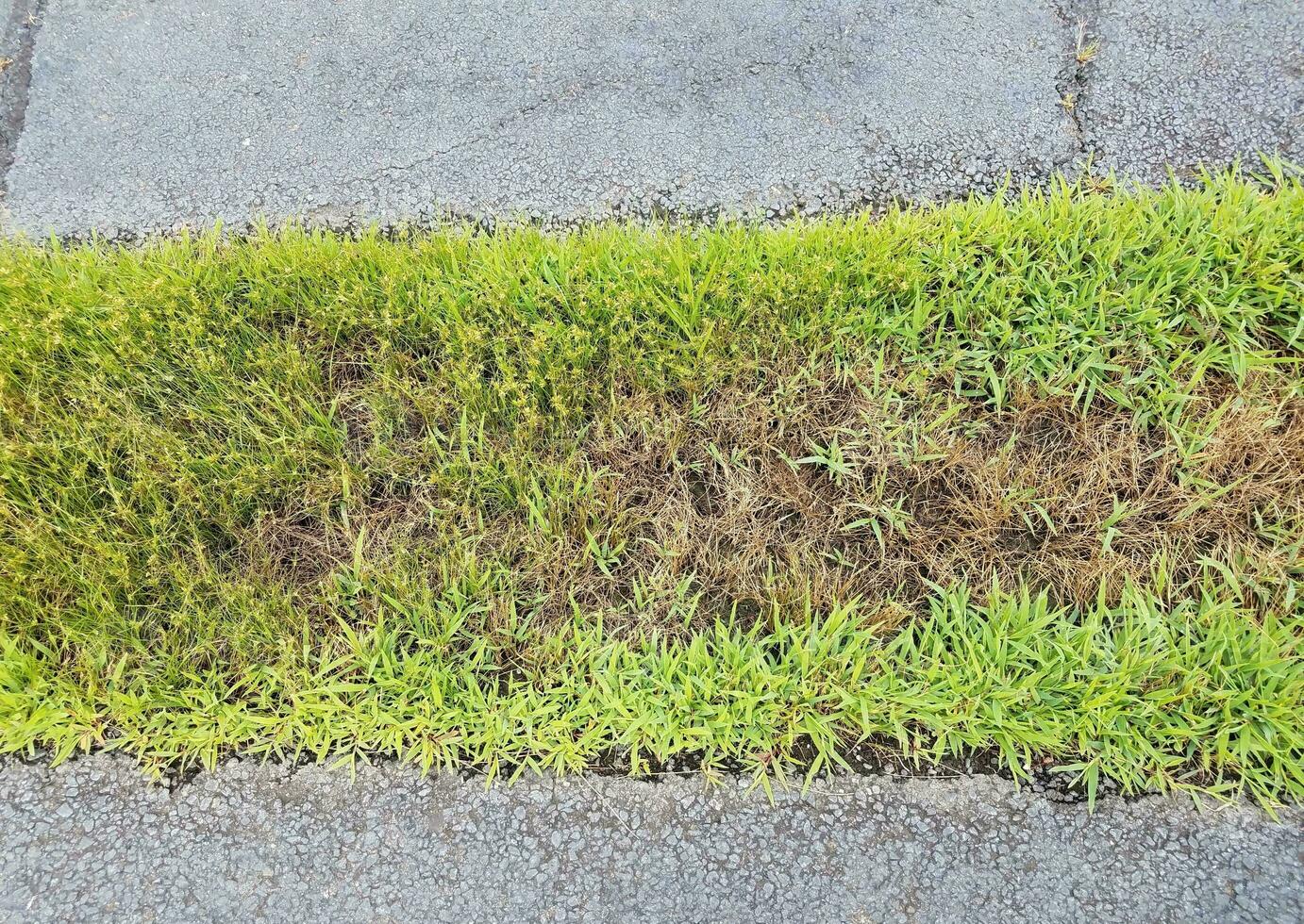 zwart asfalt met een strook groen gras foto