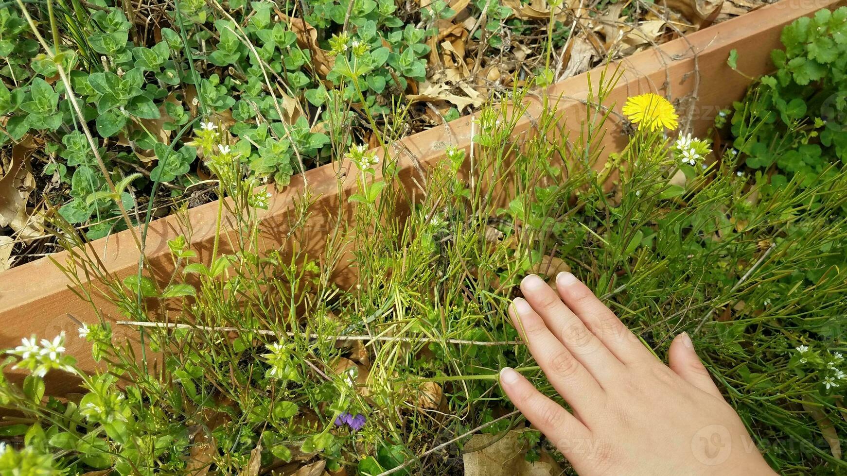 kinderhand die groen onkruid en planten in de buurt van de tuin aanraakt foto