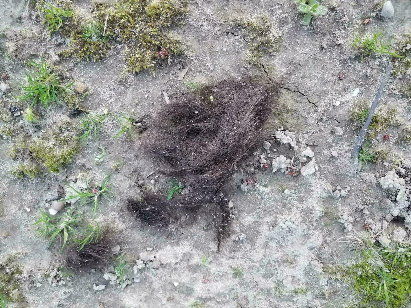 bruin haar knippen op vuil of grond buiten foto