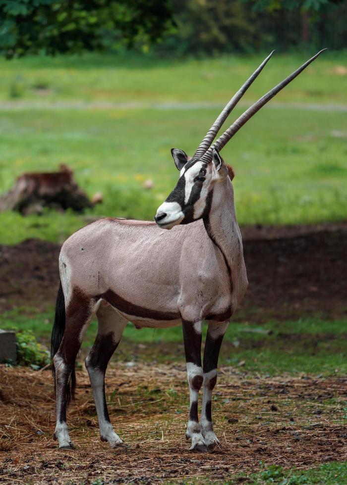 Zuid-Afrikaanse oryx foto