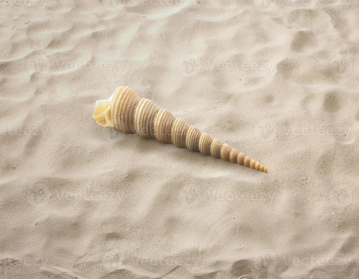 lege zeeschelp geïsoleerd op het zand, strand, zee foto