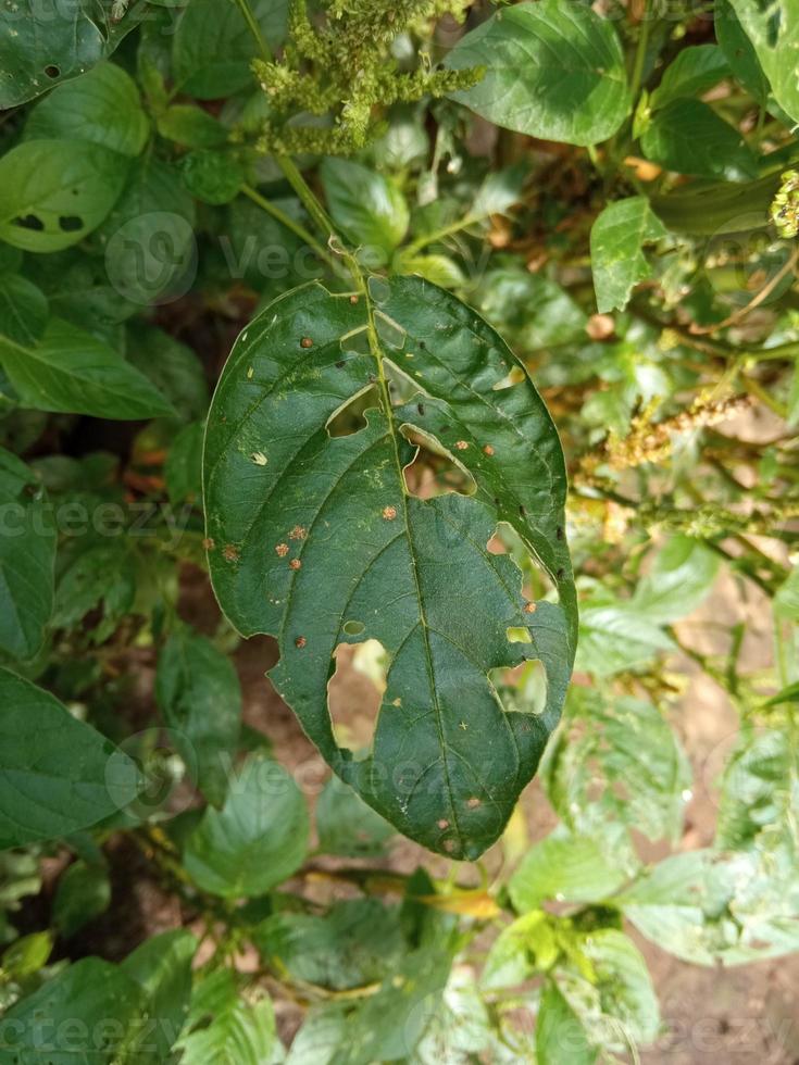 groene bladeren met gaten die door rupsen worden opgegeten foto