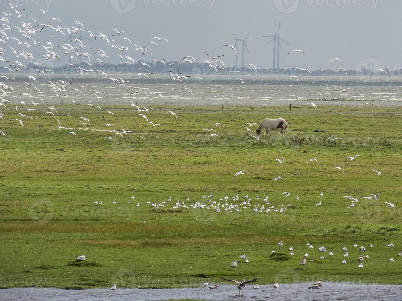 het eiland Spiekeroog in Duitsland foto