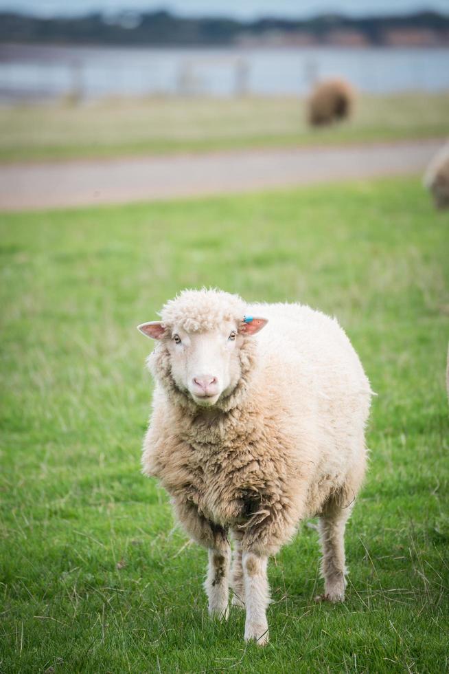 de schattige schapen op de boerderij van het platteland van Australië. foto