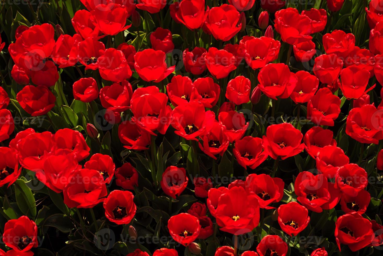 bovenaanzicht van veel rode tulpen foto