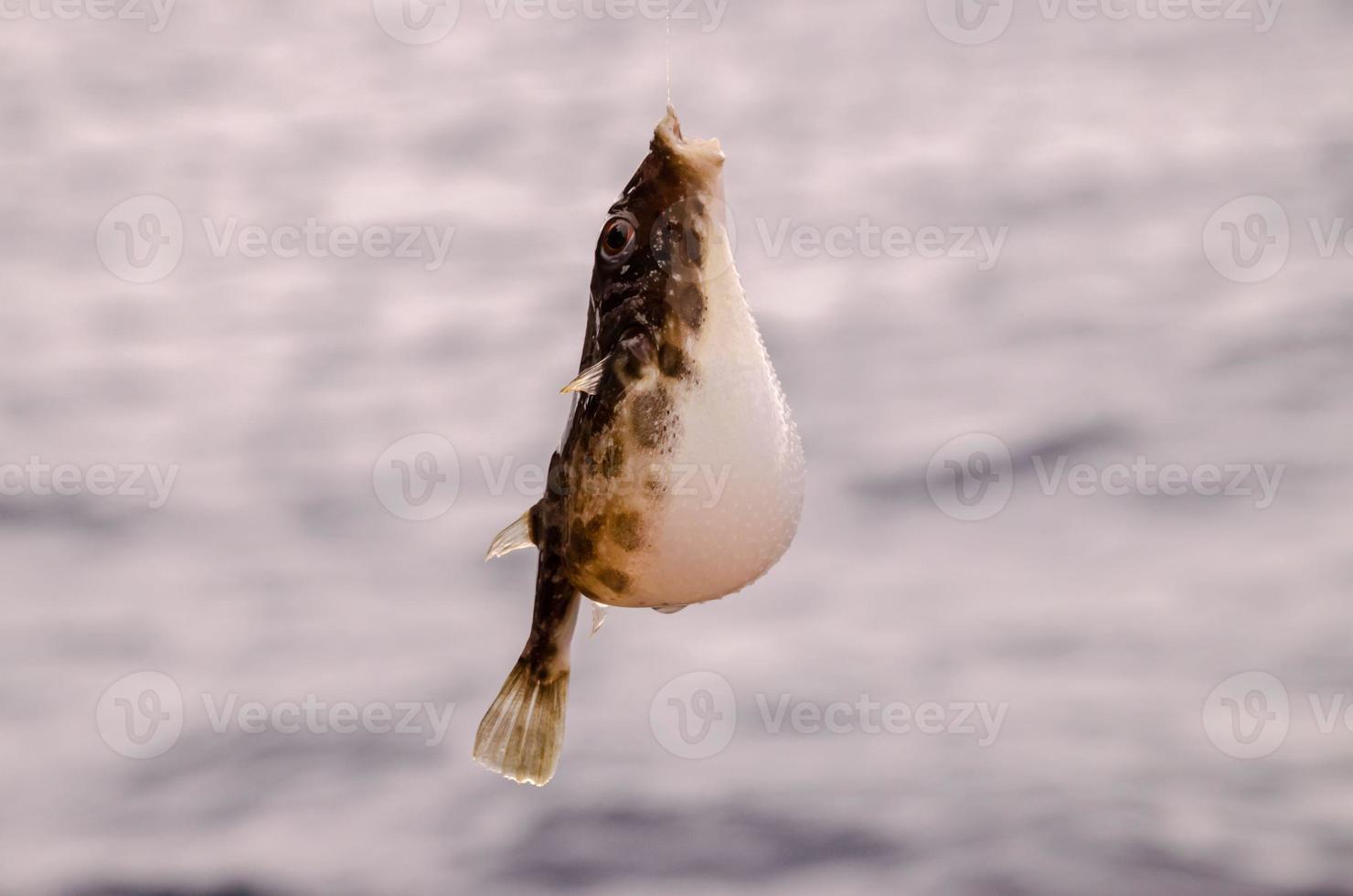 een zeevis verslaafd foto