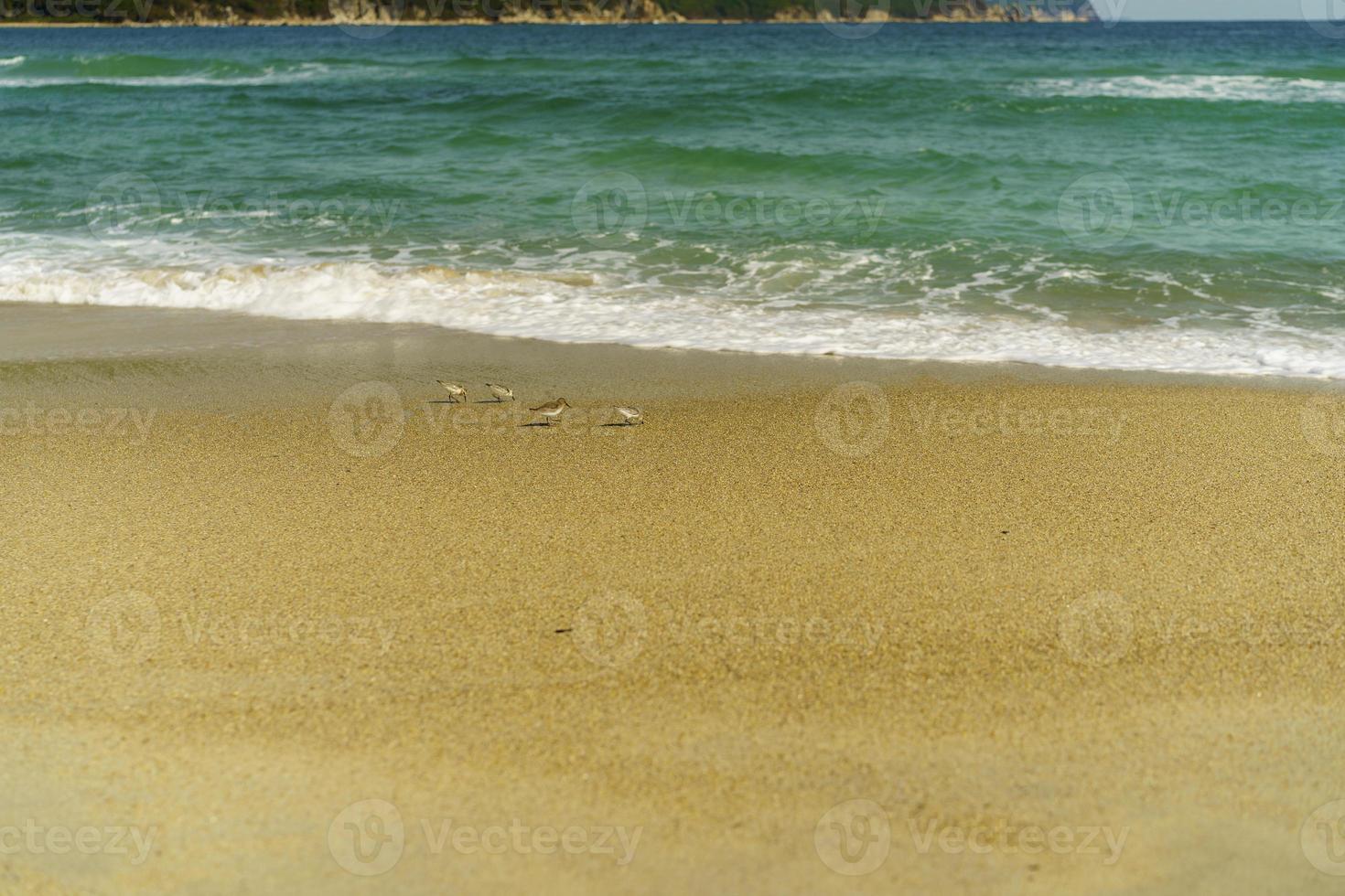 zeegezicht met uitzicht op het zandstrand foto