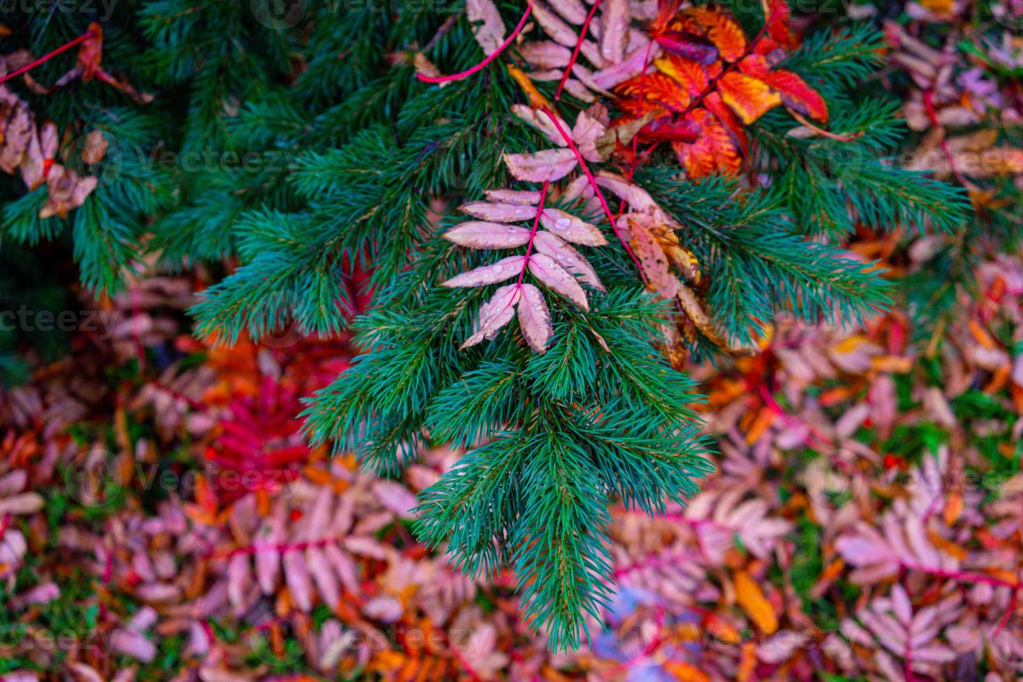 natuurlijke natuurlijke achtergrond met herfstbladeren op een groene spar foto