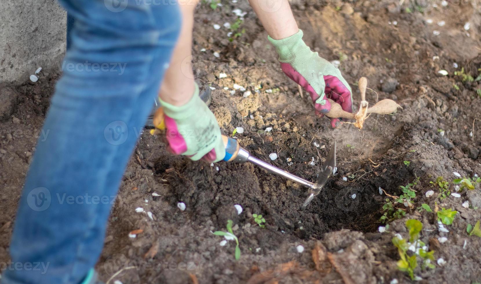 een vrouwelijke tuinman plant een dahlia-wortelstok in de grond in de tuin. een knol dahliabloemen planten in een lentebloementuin. tuinieren met bloemknollen. dahlia's kweken, tuinieren. foto