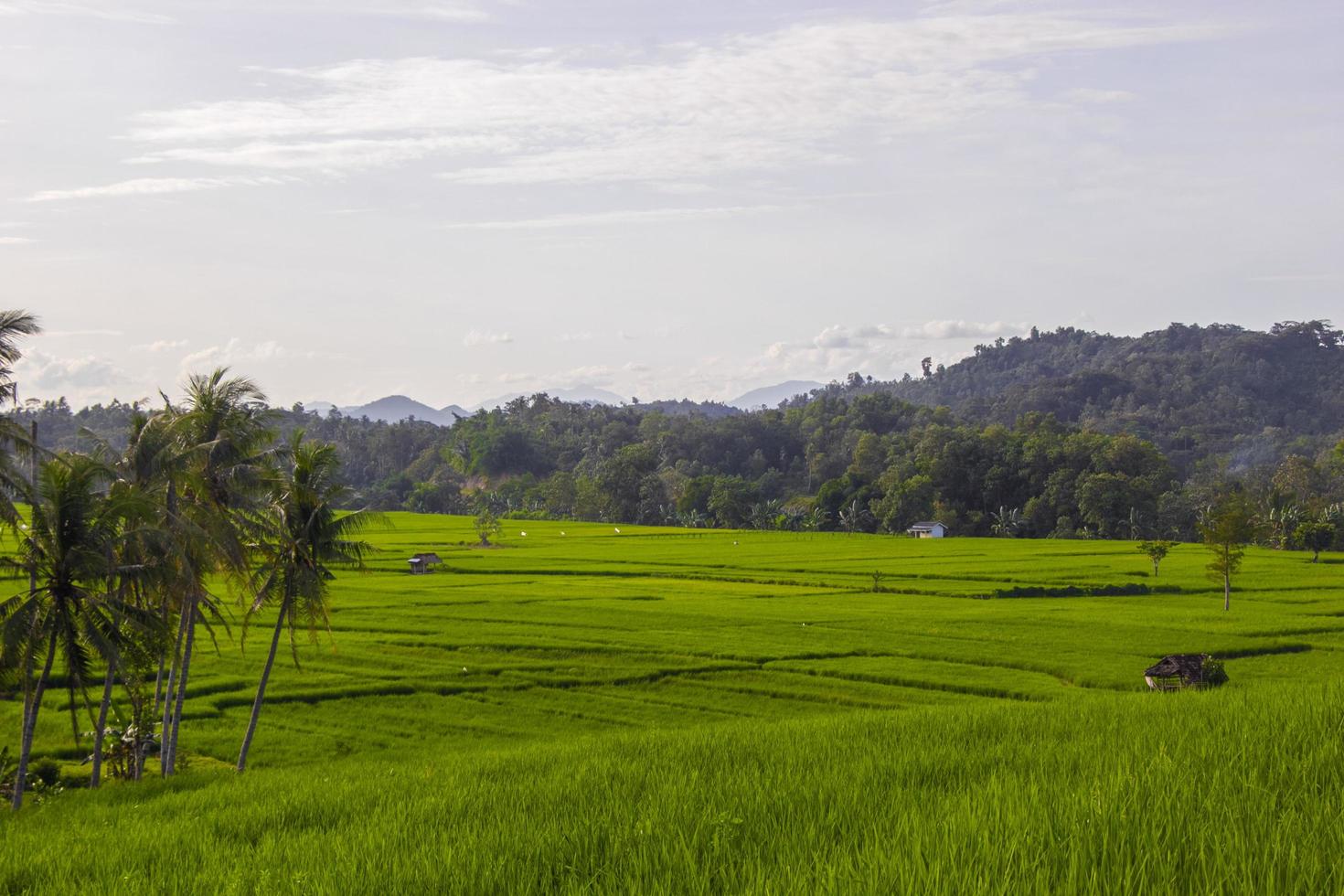 rijstveldlandschap met uitzicht op kokospalmen en heldere lucht foto