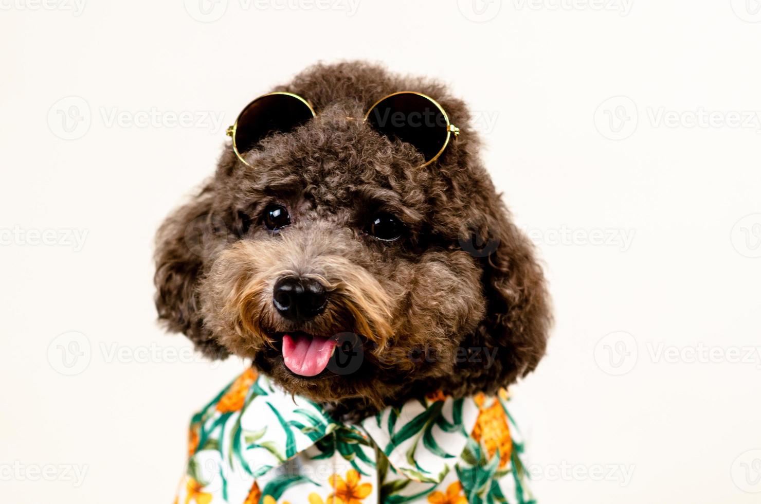 een schattige lachende zwarte toy poedel hond met zonnebril op hoofd en hawaii jurk voor het zomerseizoen op witte achtergrond. foto