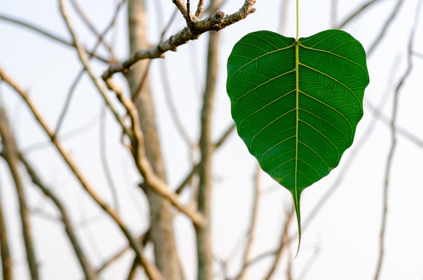 groene kleur bodhi blad hangend aan de boom. foto