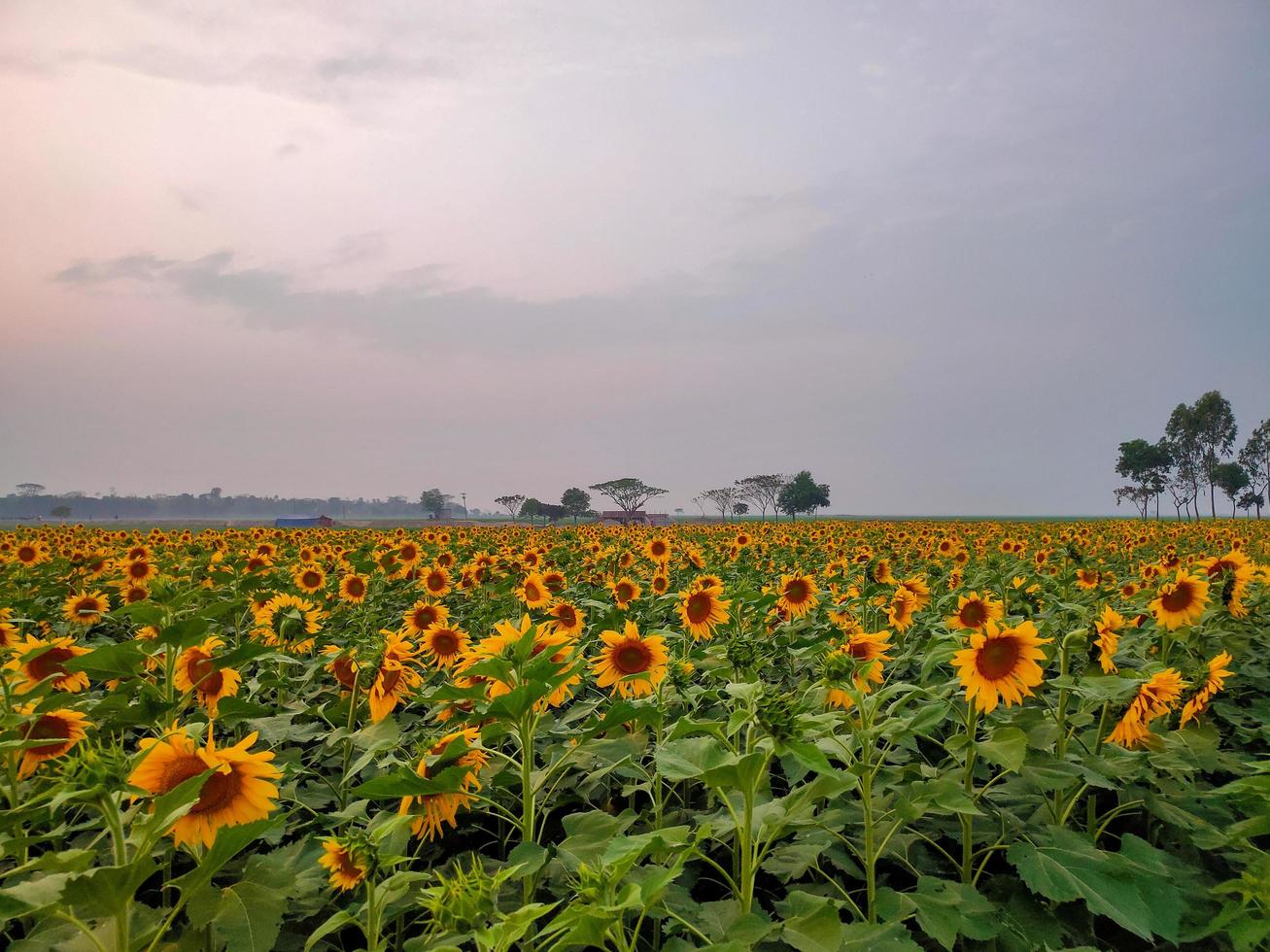 zonnebloemvelden en dorp, shot van een zonnebloemveld in de zomer, een afbeelding van een veld met zonnebloemen foto