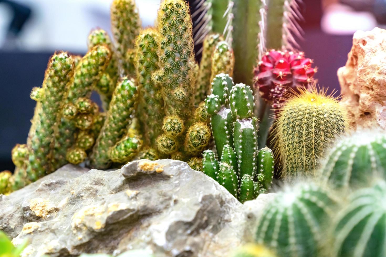 close-up verschillende cactusplanten in de tuin foto