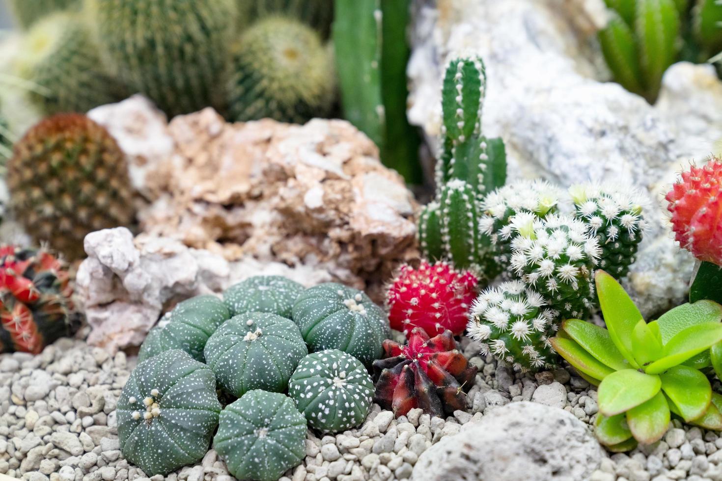 close-up verschillende cactusplanten in de tuin foto