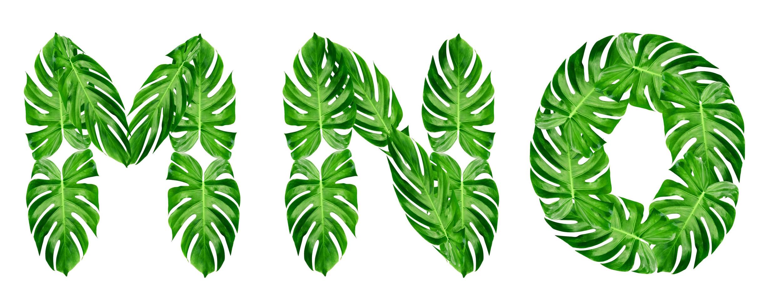 groene bladeren patroon, lettertype alfabet m, n, o van blad monstera geïsoleerd op een witte achtergrond foto