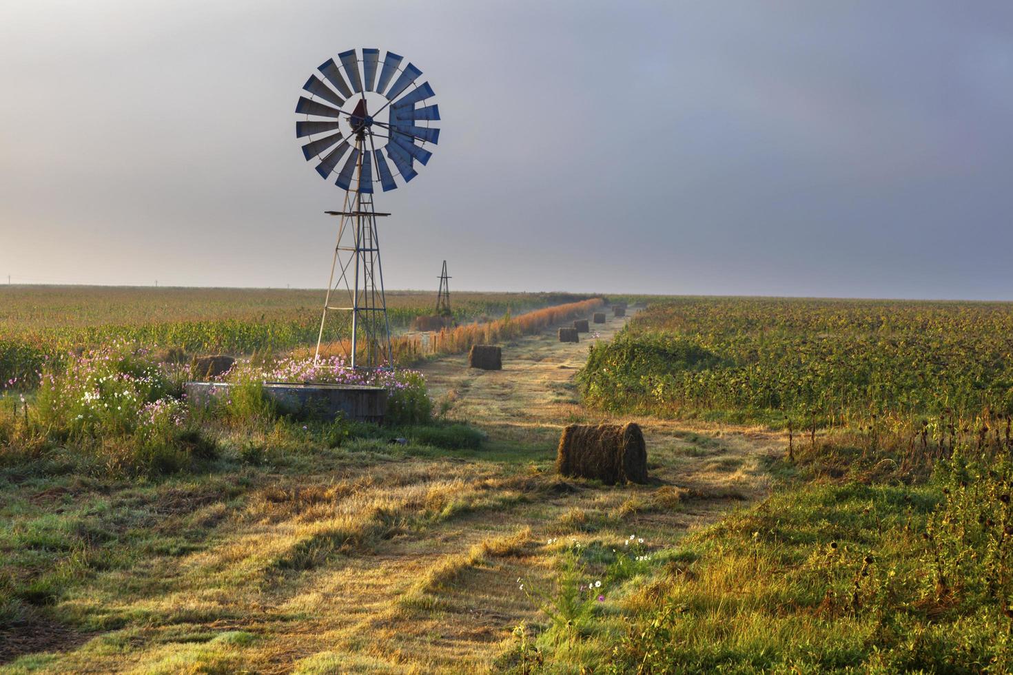 kosmos bloemen bij de windmolen in zonnebloemveld foto