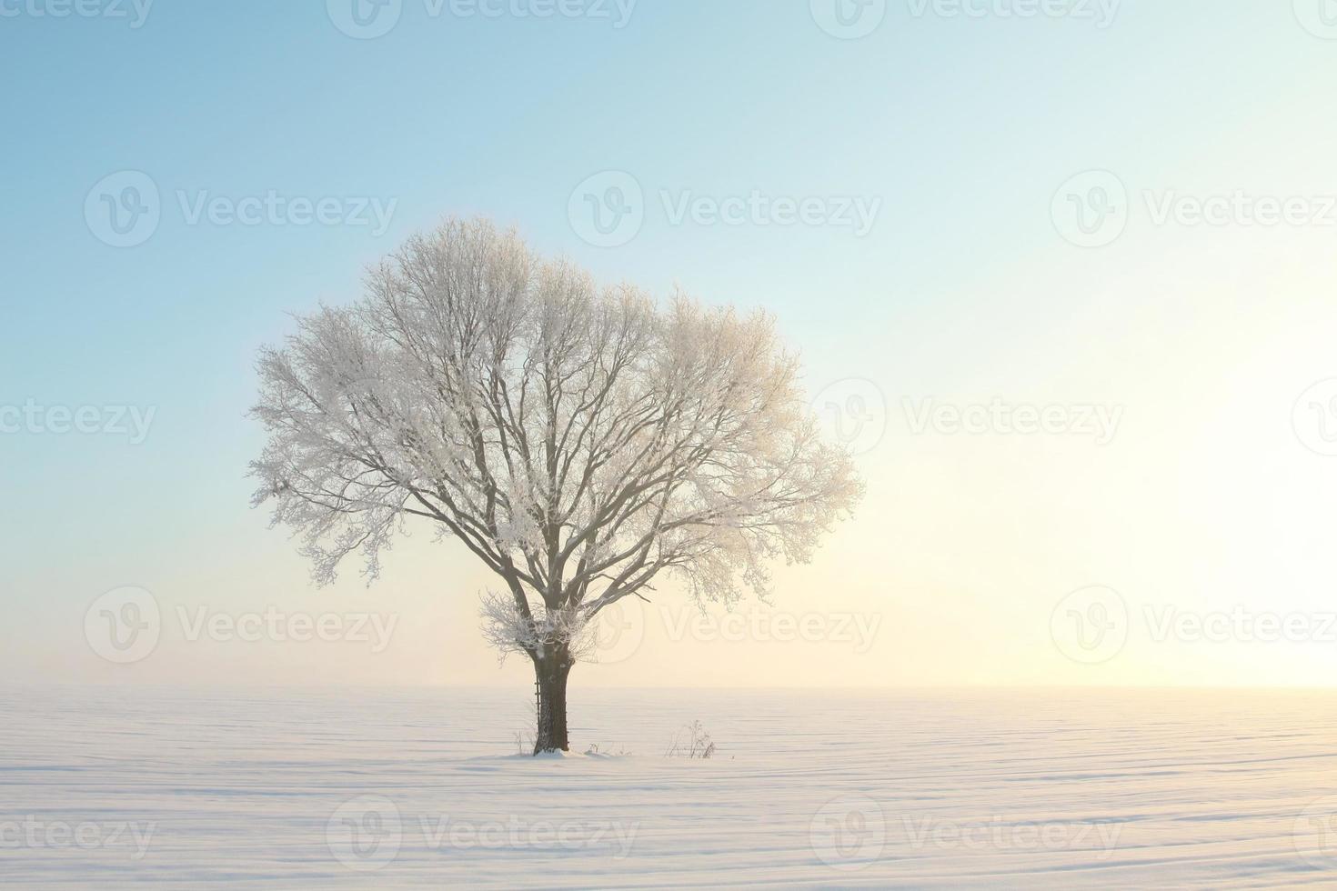 enkele frosted boom in de sneeuw bij zonsopgang foto