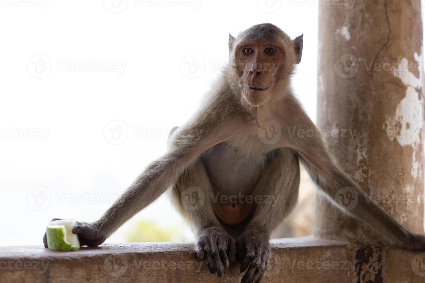 een bruine aap zat op een betonnen paal een vrucht te eten en keek naar links. foto