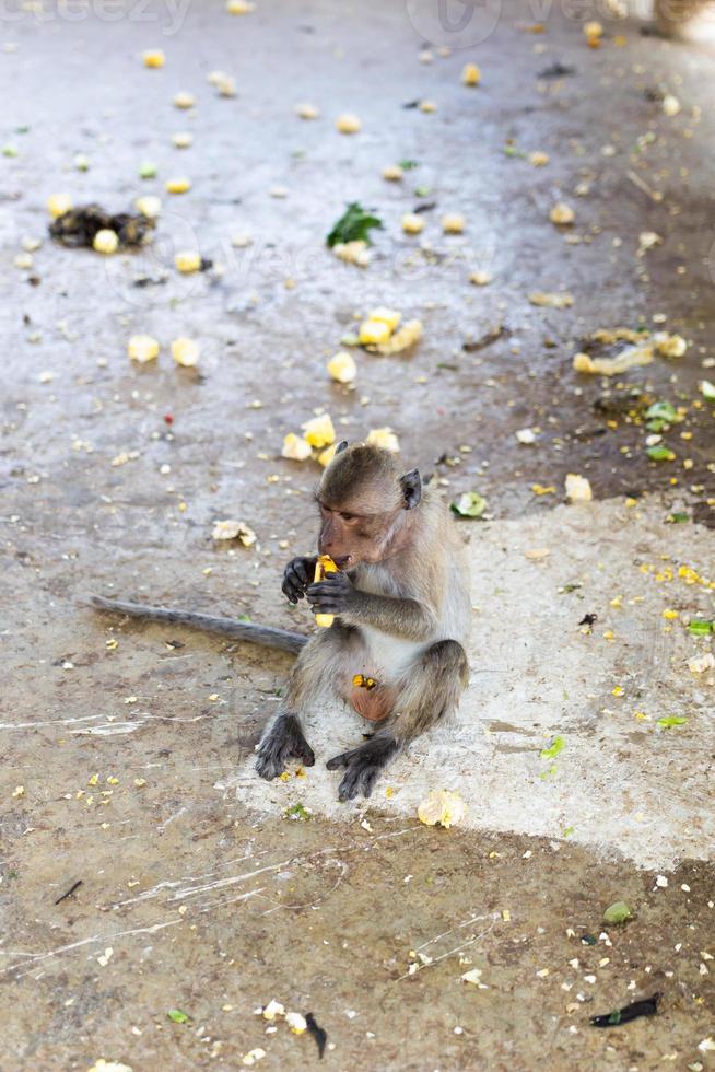 een bruine aap zat op een betonnen paal een banaan te eten en keek naar links. foto