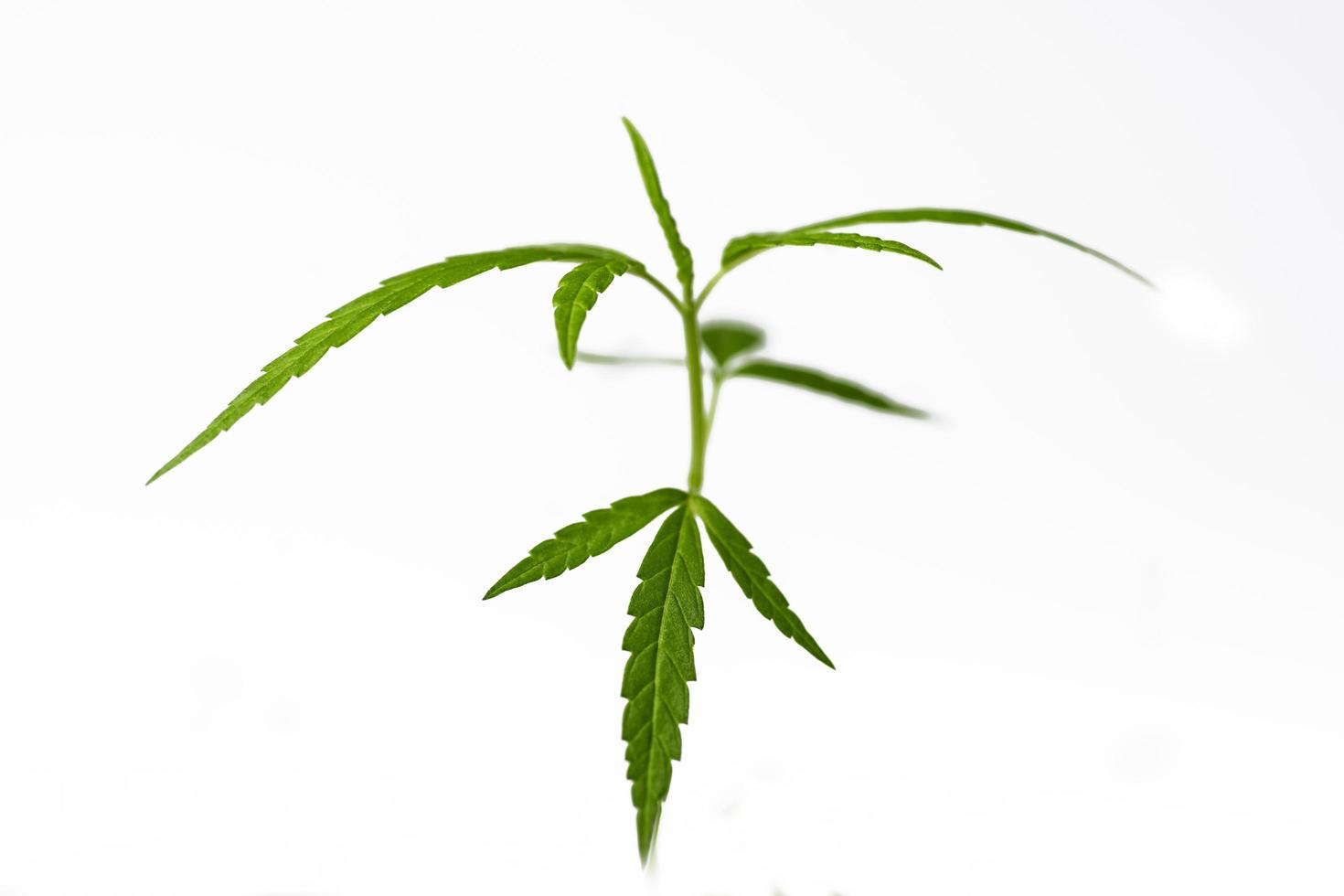 groeiende cannabis, marihuana groene kruid leaves.soft focus. foto