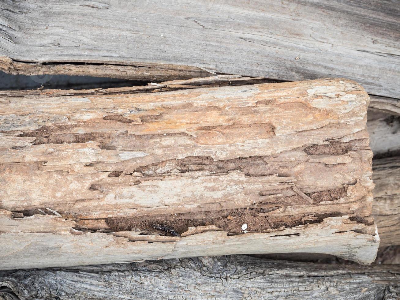 sporen van termieten op oud hout foto