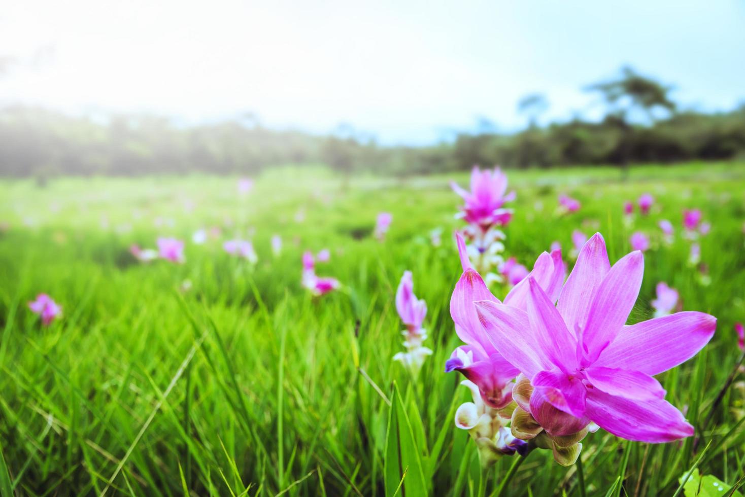 mooie curcuma sessilis roze bloemen bloeien in het regenwoud, in pa hin ngam nationaal park chaiyaphum provincie, thailand foto