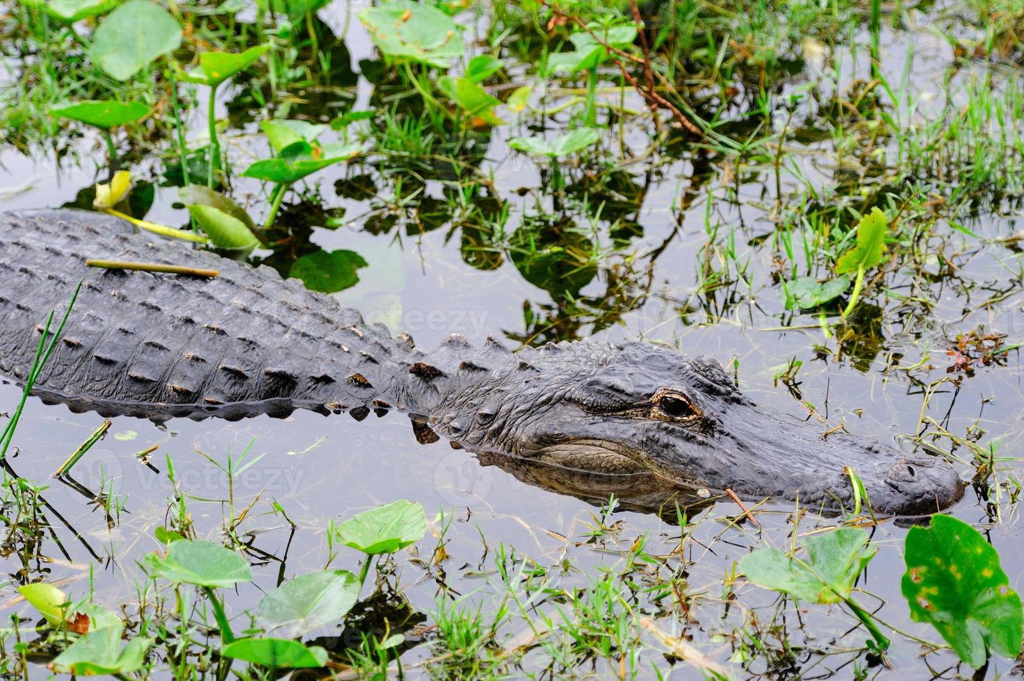 alligator close-up in wild foto