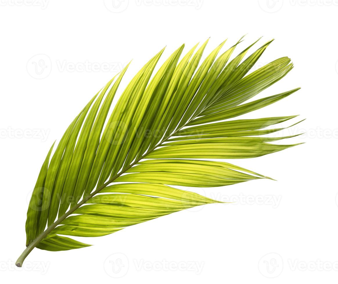 groen palmblad dat op witte achtergrond wordt geïsoleerd foto