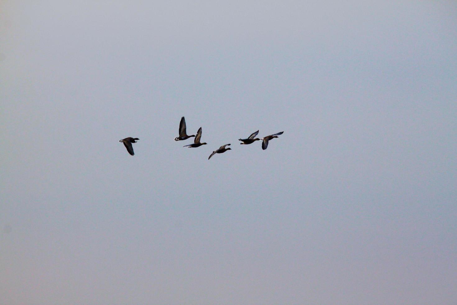 een zicht op enkele ganzen tijdens de vlucht over martin louter natuurreservaat foto