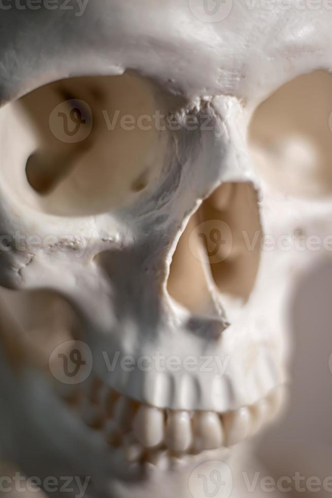close-up schedel foto