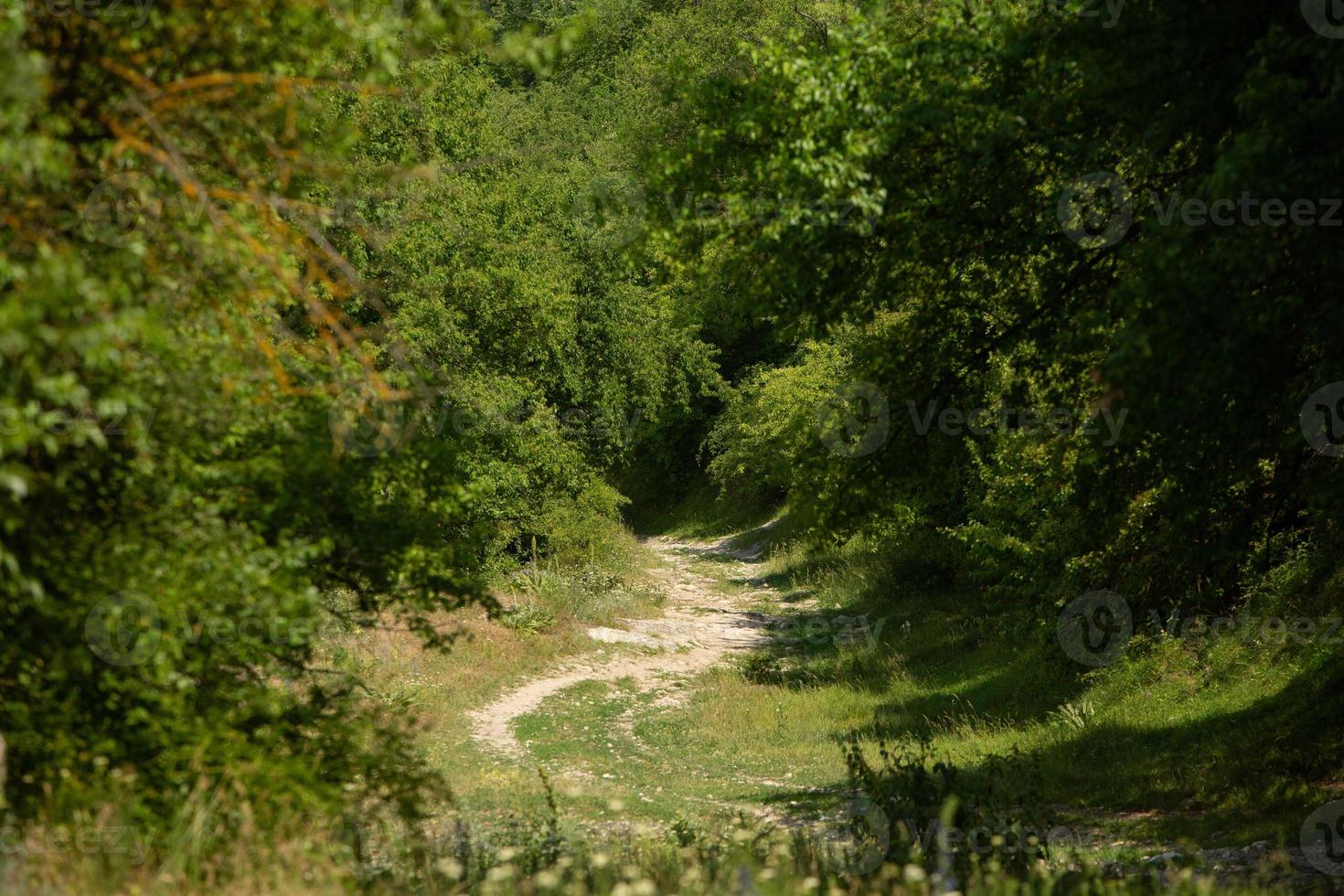 fotografie met prachtige natuur uit Moldavië in de zomer. landschap in europa. foto