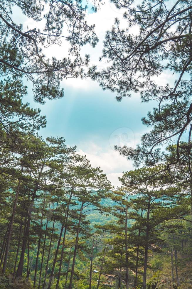 gezonde groene bomen in een dennenbos van oude sparren, sparren en pijnbomen in de wildernis van een nationaal park. duurzame industrie, ecosysteem en gezonde omgeving concepten en achtergrond. foto