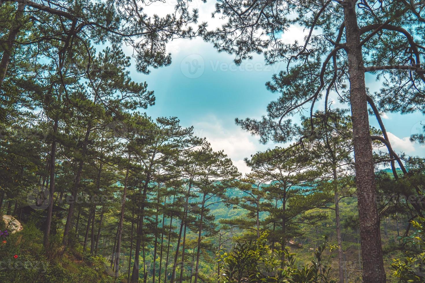 gezonde groene bomen in een dennenbos van oude sparren, sparren en pijnbomen in de wildernis van een nationaal park. duurzame industrie, ecosysteem en gezonde omgeving concepten en achtergrond. foto