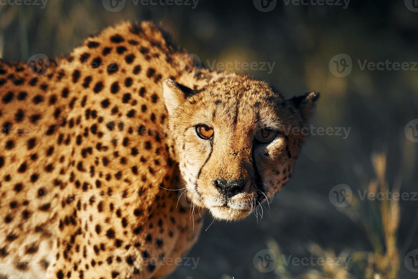 close-up bekijken. cheetah is buiten in de natuur foto