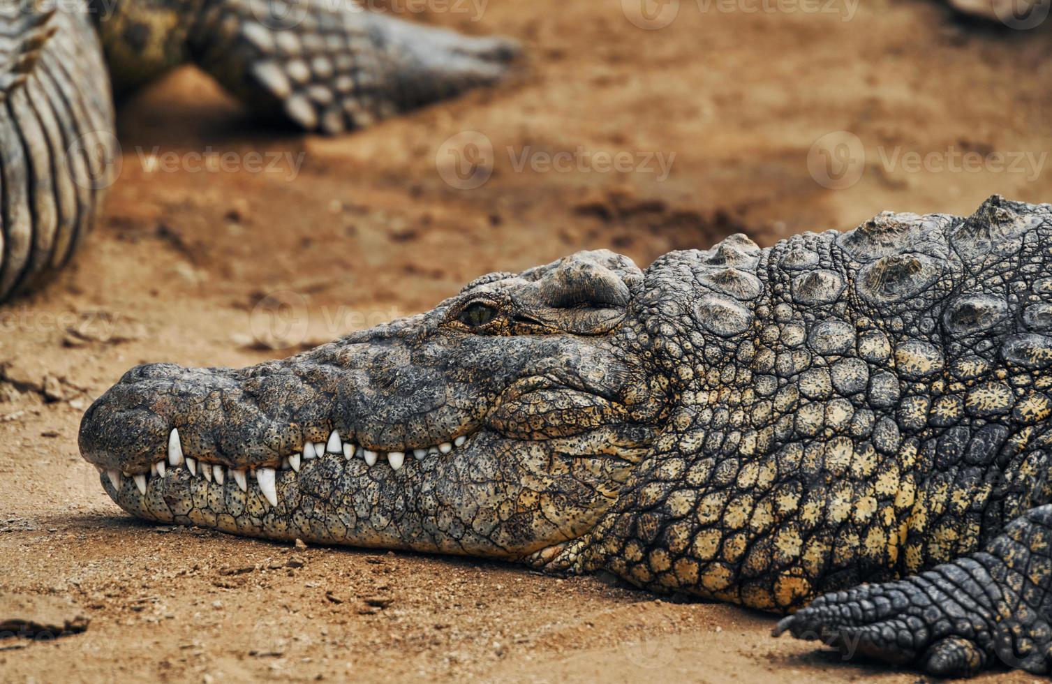 close-up bekijken. krokodillen ontspannen en rustend op de grond foto