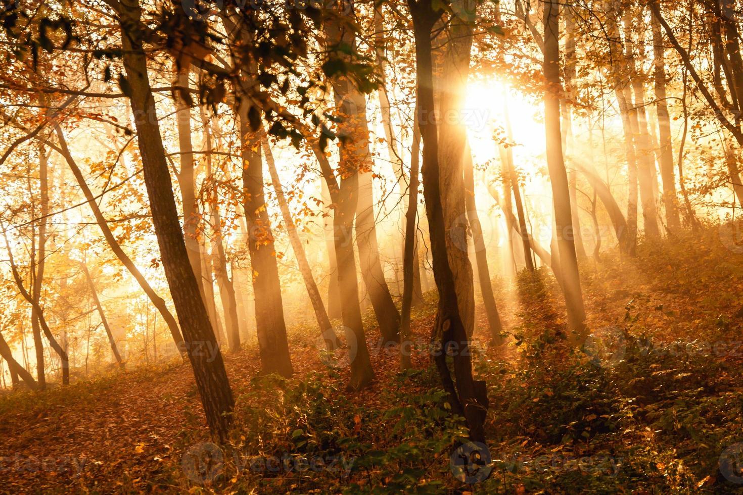 mystieke zonnestralen tussen bomen foto