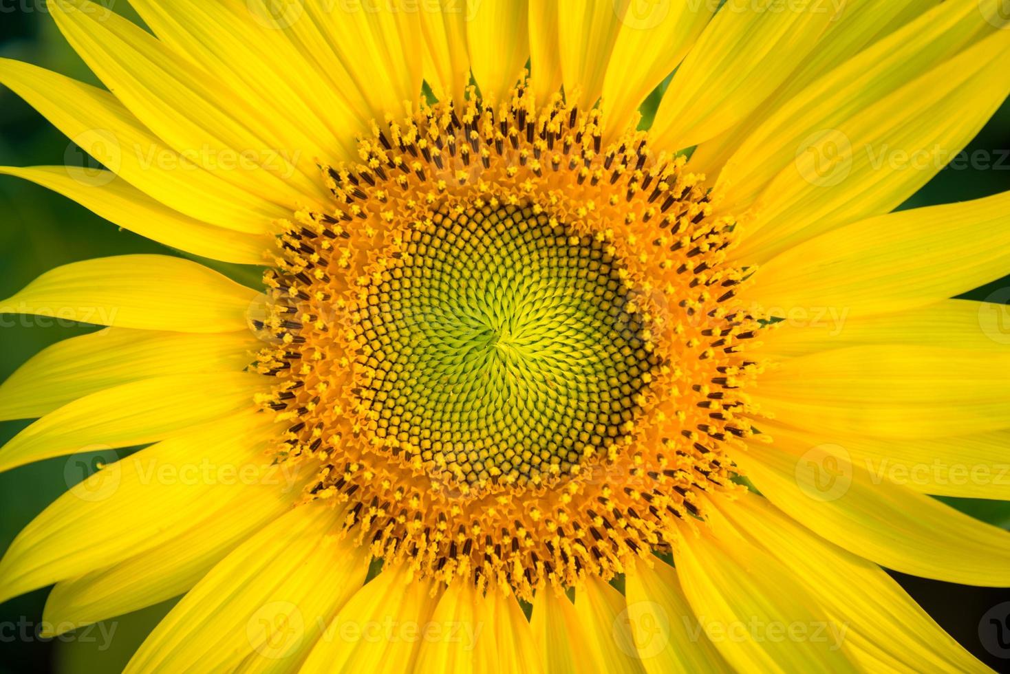 zonnebloemen close-up foto