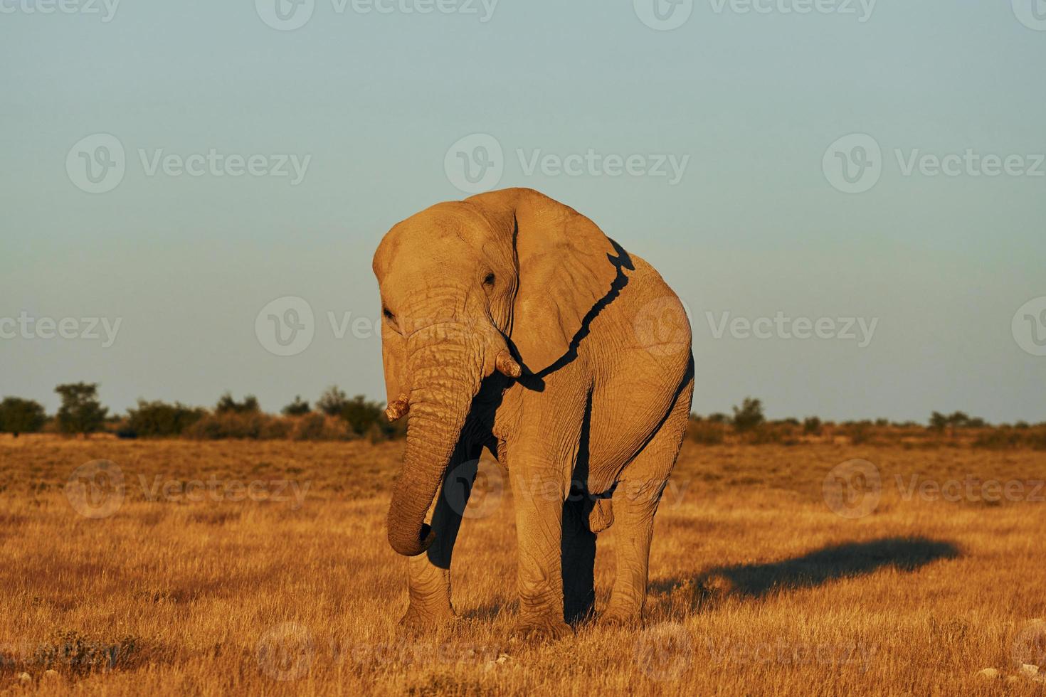 olifant is overdag in het wild foto