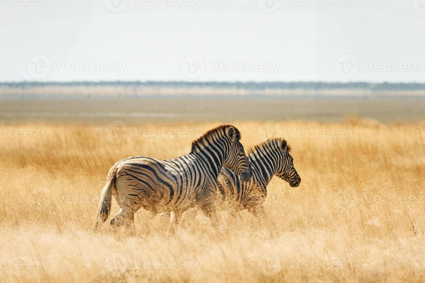 zoogdieren is in het veld. zebra's in het wild overdag foto