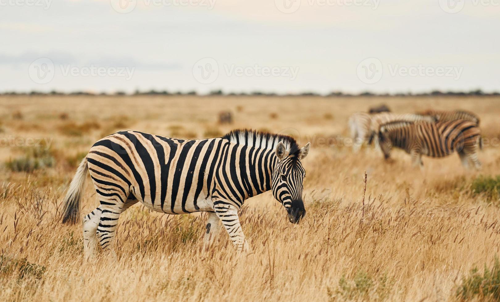 zijaanzicht. zebra's in het wild overdag foto