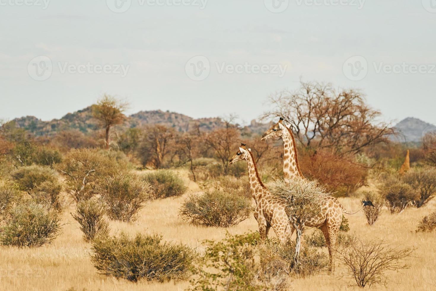 giraffen is buiten in de natuur in afrika foto