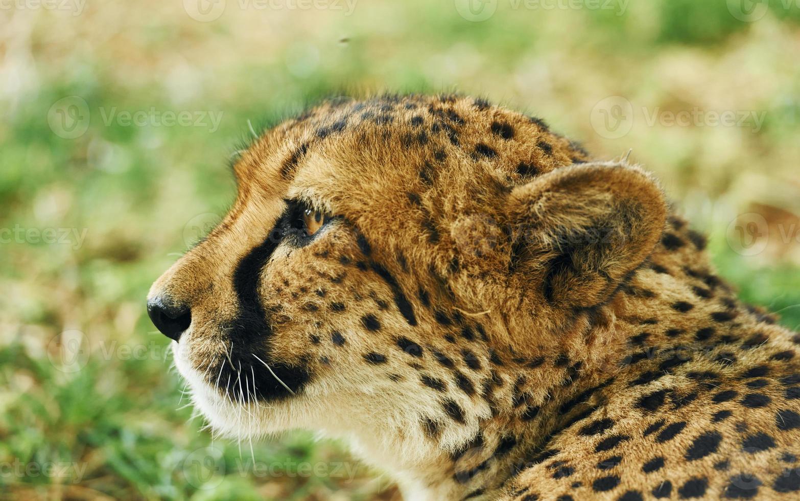 close-up zicht op cheetah die buiten op het groene gras ligt foto