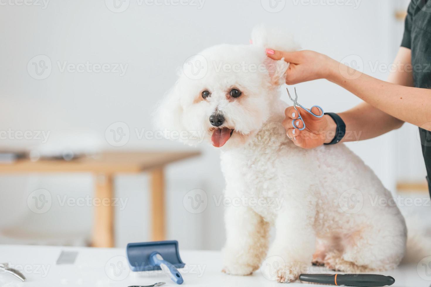 close-up bekijken. schattige kleine hond is in de trimstudio foto