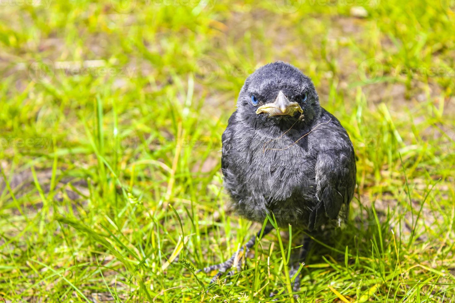 zwarte kraaikauw met blauwe ogen die in groen gras zitten. foto