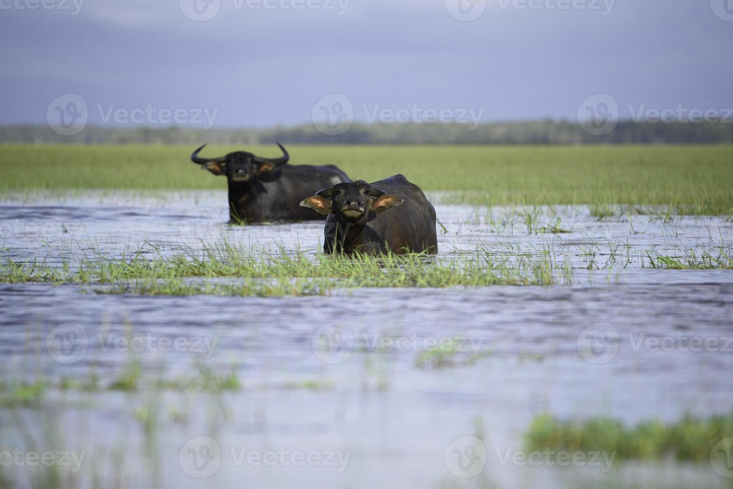 waterbuffel in tropisch moeras bij thalae noi, phatthalung foto